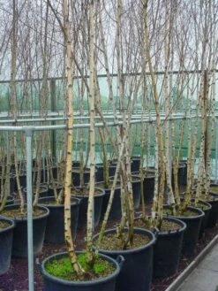 Meerstammige Berk (Betula Pendula) -OL Planten Winkel 041betulapendulameerstammmig 4