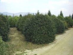 Camelia (Camellia Sasanqua) -OL Planten Winkel 057camelliasasanquabol 45 9 2