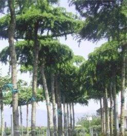 Ceder Als Dakboom (Cedrus Deodara 'Pendula') -OL Planten Winkel 077cedrusdeodarapenduladakvorm 3