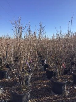 Kornoelje (Cornus Kousa 'Schmetterling') -OL Planten Winkel 12