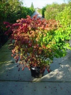 Kardinaalshoed (Euonymus Alatus) 19 Kardinaalshoed (Euonymus Alatus) -OL Planten Winkel 126euonymusalatussolt 55 11