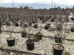 Kornoelje (Cornus Kousa 'Schmetterling') -OL Planten Winkel 13