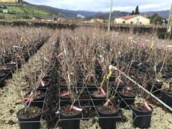 Kornoelje (Cornus Kousa 'Schmetterling') -OL Planten Winkel 14 1