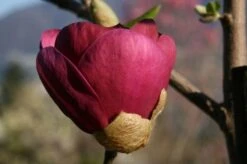 Beverboom (Magnolia 'Black Tulip') -OL Planten Winkel 140666 1 m black tulip 385