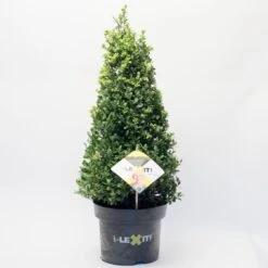 Japanse Hulst In Kegelvorm (Ilex Crenata 'Dark Green') -OL Planten Winkel 1525784 v 1