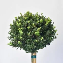 Japanse Hulst Als Bol Op Stam (Ilex Crenata 'Dark Green') -OL Planten Winkel 1525800 v 1
