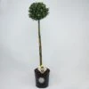 Japanse Hulst Als Bol Op Stam (Ilex Crenata 'Dark Green') -OL Planten Winkel 1534454 v 1 1