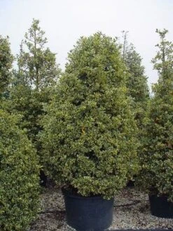 Hulst (Ilex Aquifolium 'Silver Queen') -OL Planten Winkel 162ilexaquif.silverqueen 5 2
