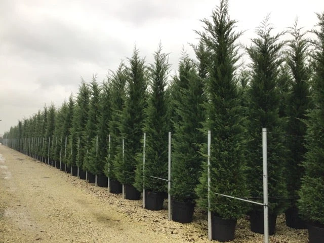 Haagconifeer (Cupressocyparis Leylandii 'Vito') 3 Haagconifeer (Cupressocyparis Leylandii 'Vito')