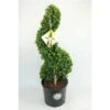 Japanse Hulst Als Spiraal (Ilex Crenata 'Dark Green') -OL Planten Winkel 1715882 v t5 2