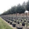 Olijfwilg Als Boom (Elaeagnus Ebbingei 'Compacta') -OL Planten Winkel 18