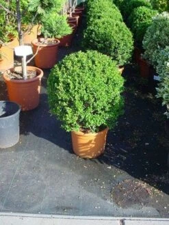 Japanse Hulst In Bolvorm (Ilex Crenata 'Convexa') -OL Planten Winkel 181ilexcrenataconvexabol 3 4