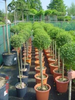 Liguster Op Stam (Ligustrum Delavayanum) -OL Planten Winkel 186ligustrumdelavayanumhalfstam 4