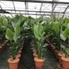 Paradijsvogelplant (Strelitzia Nicolai) -OL Planten Winkel 1 1