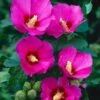 Altheastruik (Hibiscus Syriacus 'Russian Violet')