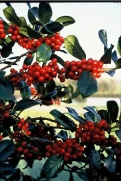 Hulst (Ilex Aquifolium J.C. Van Tol) -OL Planten Winkel 20041119234604 11 2