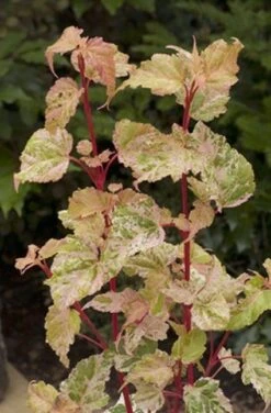 Esdoorn (Acer Conspicuum 'Silver Cardinal')