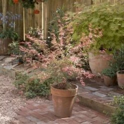 Japanse Esdoorn (Acer Palmatum 'Beni-komachi') -OL Planten Winkel 20060517112101 1