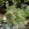 Japanse Esdoorn (Acer Palmatum 'Beni-shichi-henge') -OL Planten Winkel 20060517112544 1 1