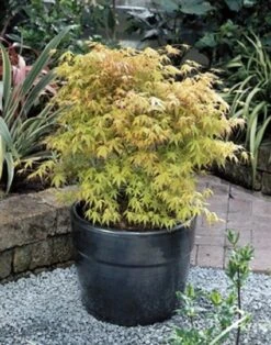 Japanse Esdoorn (Acer Palmatum 'Katsura') -OL Planten Winkel 20060517114138 1 1