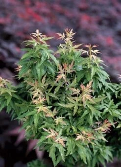 Japanse Esdoorn (Acer Palmatum 'Kotohime') -OL Planten Winkel 20060517141757 1 1