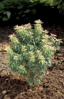 OL Planten Winkel 21 Japanse Esdoorn (Acer Palmatum 'Kotohime')