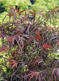 Japanse Esdoorn (Acer Palmatum 'Red Pygmy') -OL Planten Winkel 20060517144024 4