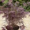 Japanse Esdoorn (Acer Palmatum 'Red Pygmy') -OL Planten Winkel 20060517144053 4 1