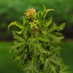 Japanse Esdoorn (Acer Palmatum 'Shishigashira') 9 Japanse Esdoorn (Acer Palmatum 'Shishigashira') -OL Planten Winkel 20060517145850 9