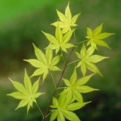 Japanse Esdoorn (Acer Palmatum 'Summer Gold') -OL Planten Winkel 20060517150230 2