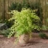 Japanse Esdoorn (Acer Palmatum 'Summer Gold') -OL Planten Winkel 20060517150300 2 1
