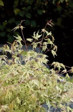 Japanse Esdoorn (Acer Palmatum 'Ukigumo') 9 Japanse Esdoorn (Acer Palmatum 'Ukigumo') -OL Planten Winkel 20060517150936 1