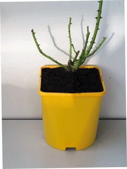 Roos (Rosa 'Rhapsody In Blue') 4 Roos (Rosa 'Rhapsody In Blue') - Afbeelding 2