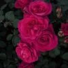 Speciale Roos (Rosa 'Blackberry Nip') -OL Planten Winkel 20060518171044 1