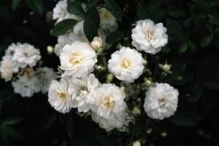 Miniklimroos (Rosa 'Guirlande D'Amour') -OL Planten Winkel 20060518173342 1