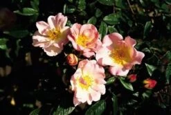 Miniklimroos (Rosa 'Open Arms') -OL Planten Winkel 20060522130052 1
