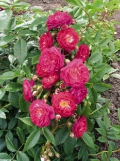 Miniklimroos (Rosa 'Perennial Blue') 7 Miniklimroos (Rosa 'Perennial Blue') -OL Planten Winkel 20060522131138 1