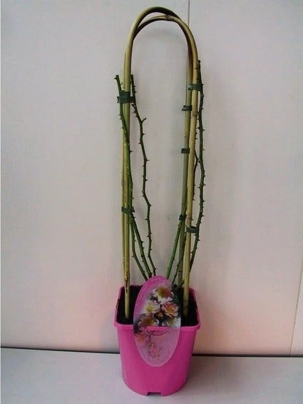 Miniklimroos (Rosa 'Rambling Rosie') 3 Miniklimroos (Rosa 'Rambling Rosie')