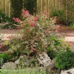 Japanse Esdoorn (Acer Palmatum 'Beni-maiko') -OL Planten Winkel 20060523123223 1