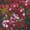 Lepelboom (Kalmia Latifolia) -OL Planten Winkel 20060523132727 8