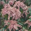 Rotsheide (Pieris Japonica 'Valley Valentine') -OL Planten Winkel 20060523135803 4 2 2 1