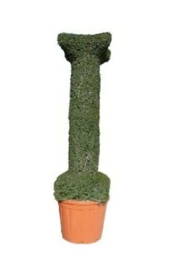 Colonna (Ligustrum Delavayanum)