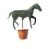 Horse (Ligustrum Delavayanum) -OL Planten Winkel 20060529142855 3 1