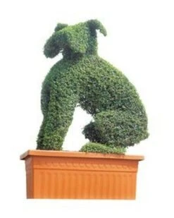 Boxer (Ligustrum Delavayanum)