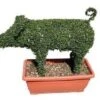 Pig (Ligustrum Delavayanum) 1 Pig (Ligustrum Delavayanum) -OL Planten Winkel 20060529163058 2