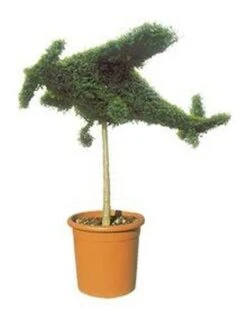 Aircraft (Ligustrum Delavayanum)