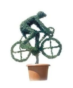 Cyclist (Ligustrum Delavayanum)