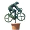 Cyclist (Ligustrum Delavayanum) -OL Planten Winkel 20060529164033 1