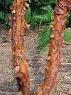 Papieresdoorn (Acer Griseum) -OL Planten Winkel 20070629145511 5