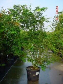 Japanse Esdoorn (Acer Palmatum) -OL Planten Winkel 20070701212919 11